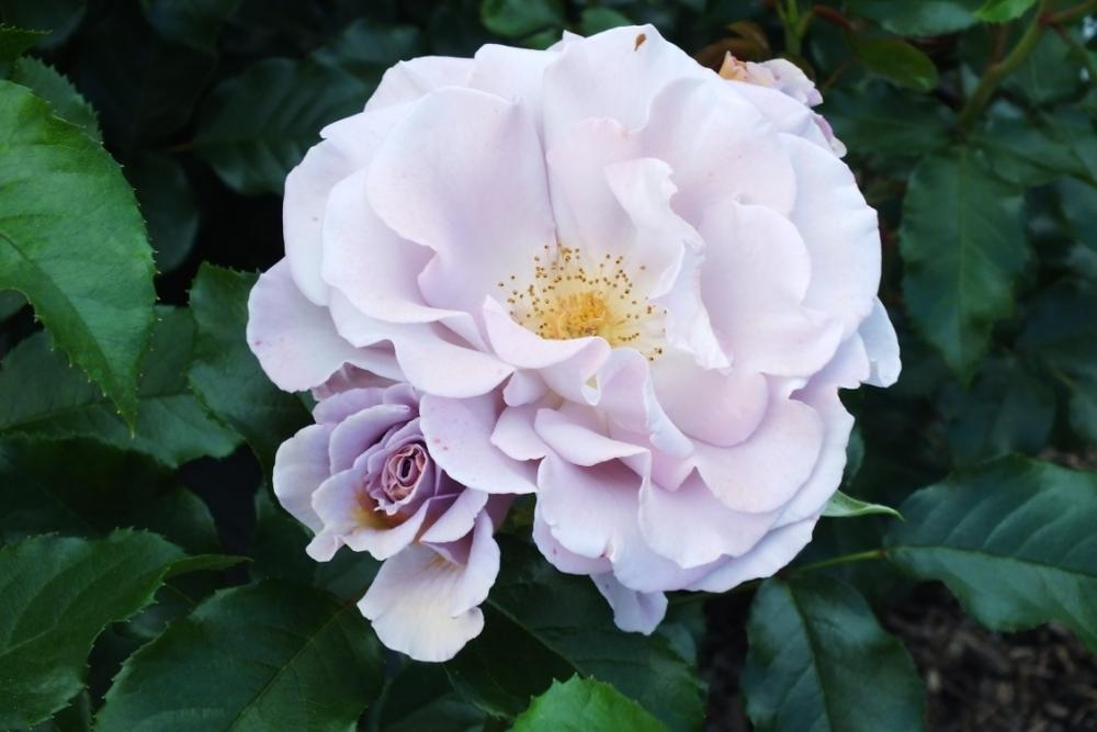 Photo of Rose (Rosa 'Stephen Rulo') uploaded by sunnyvalley