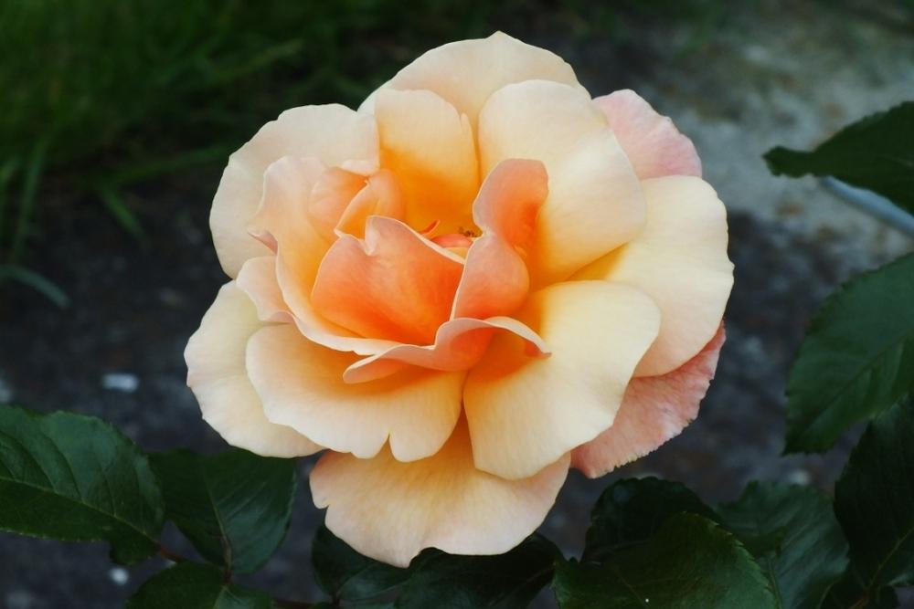 Photo of Rose (Rosa 'Good Morning') uploaded by sunnyvalley