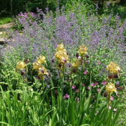 Location: My Garden, Ontario, Canada
Date: 2016-06-25
Int. Bearded Iris 'Gypsy Queen', Geranium 'Elke' and Nepeta 'Walk