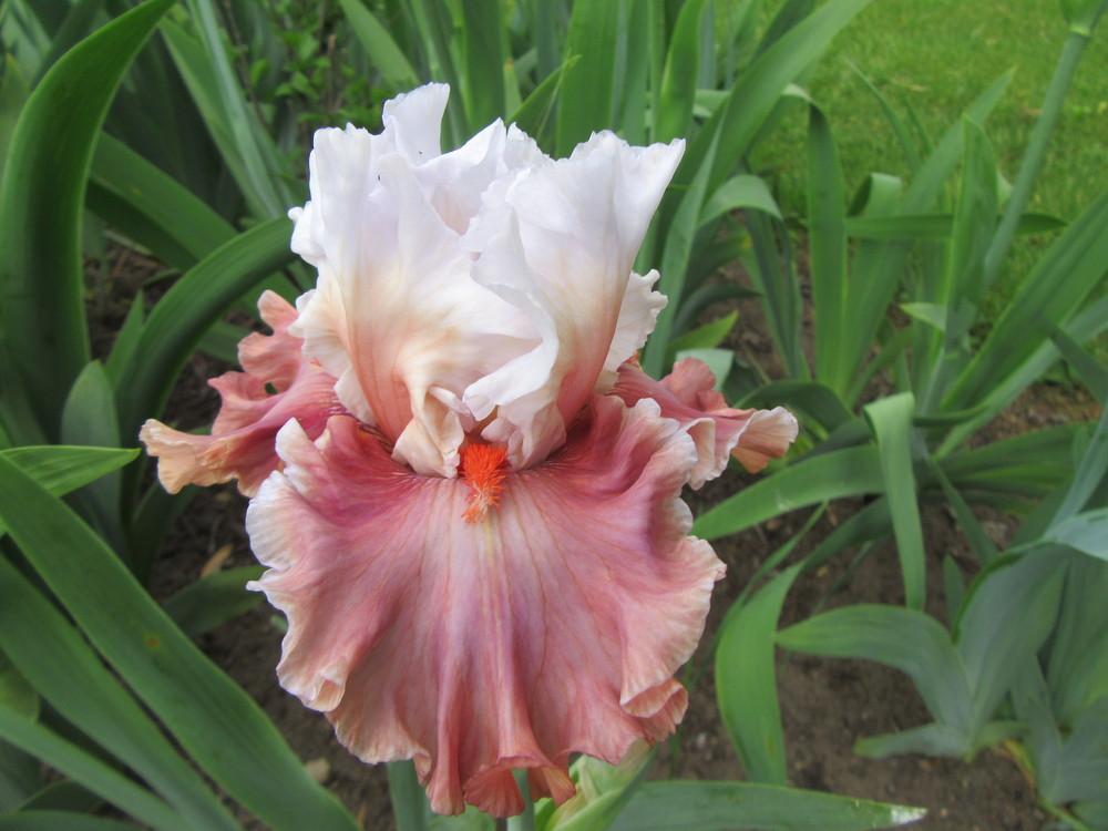Photo of Tall Bearded Iris (Iris 'Magic Mirror') uploaded by tveguy3