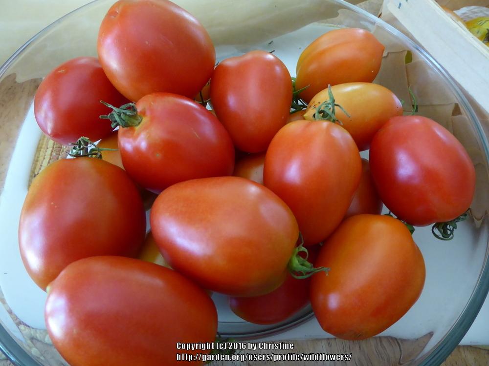 Photo of Tomato (Solanum lycopersicum 'Amish Paste') uploaded by wildflowers