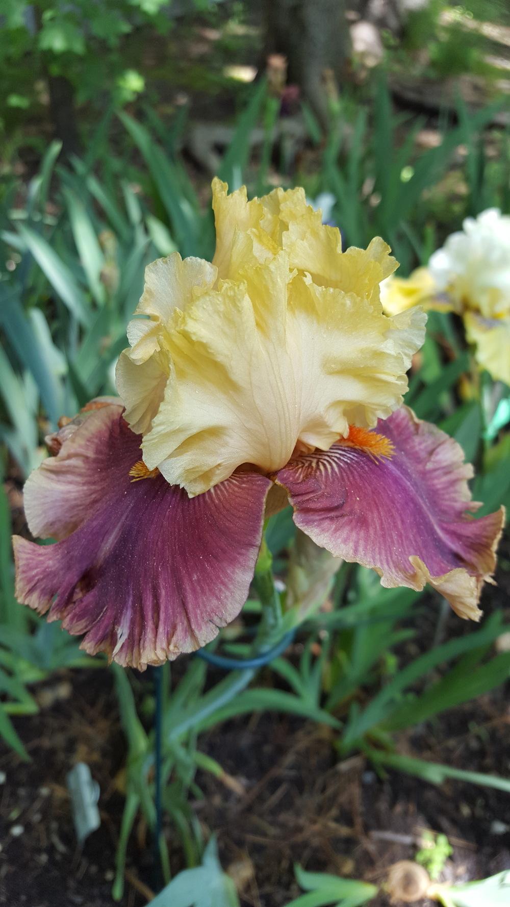 Photo of Tall Bearded Iris (Iris 'Decadence') uploaded by Dachsylady86