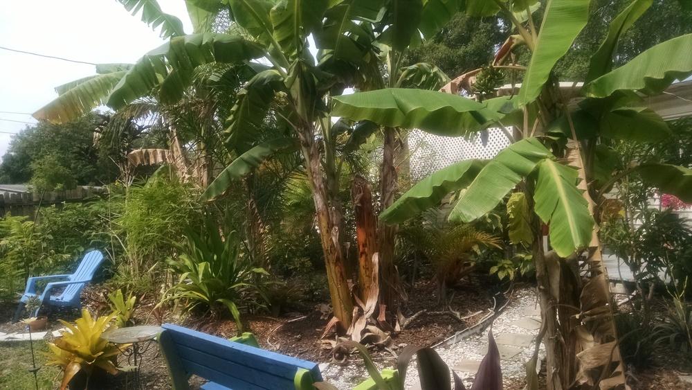 Photo of Saba Banana (Musa x paradisiaca 'Saba') uploaded by Eleezio2016