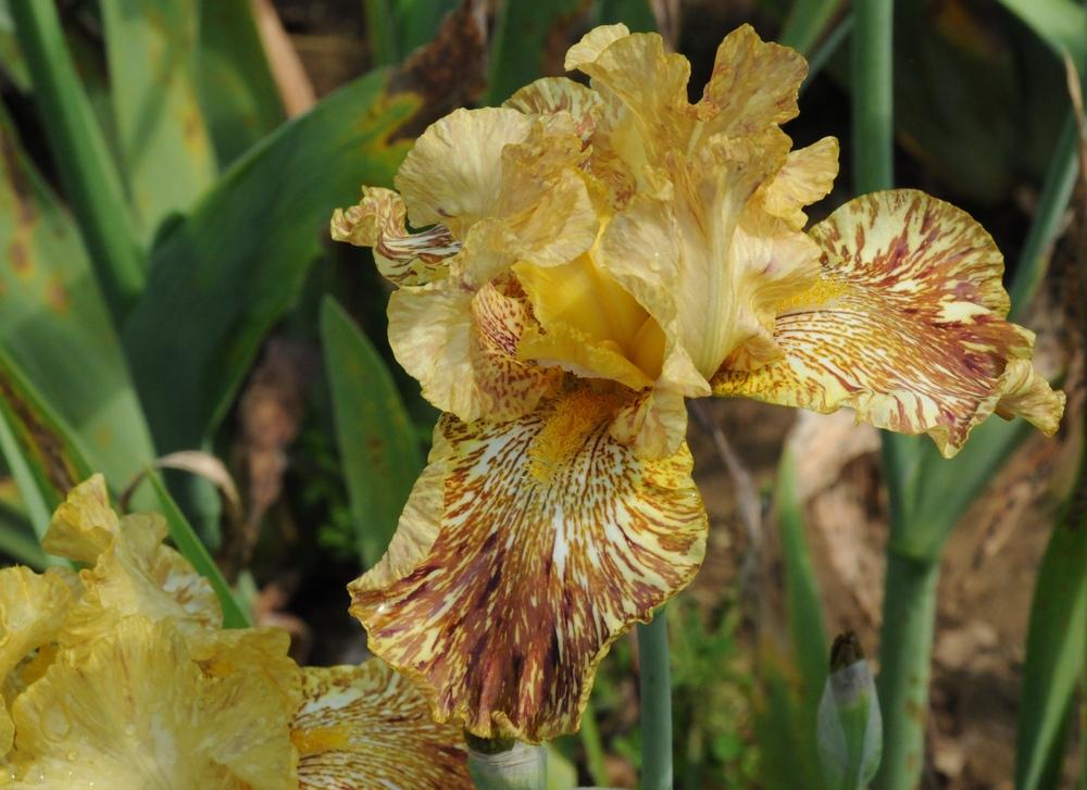 Photo of Tall Bearded Iris (Iris 'Tiger Honey') uploaded by Islandview