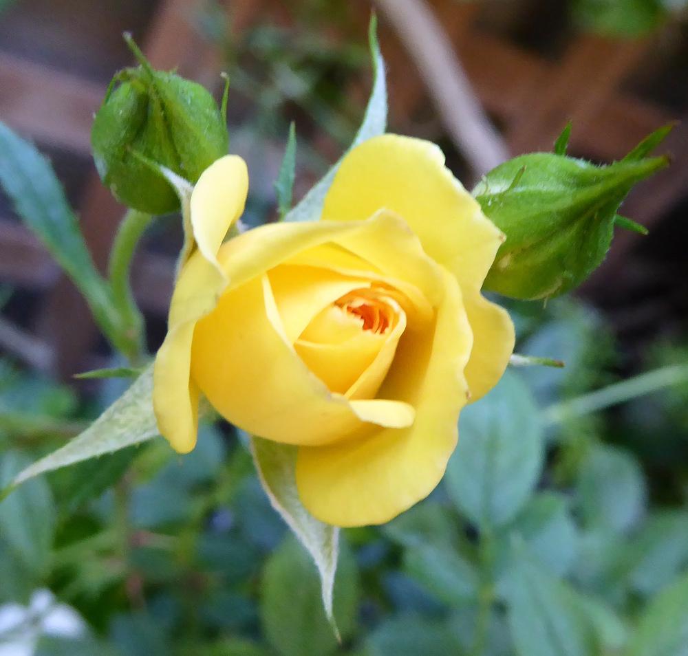 Photo of Rose (Rosa 'Rise 'n' Shine') uploaded by JulieB
