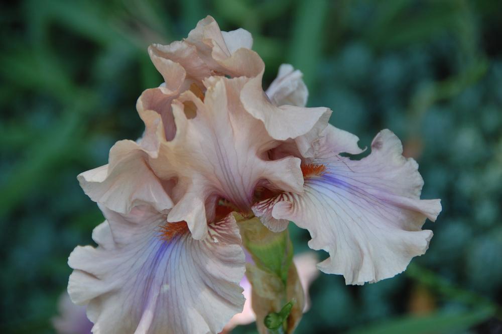 Photo of Tall Bearded Iris (Iris 'Coffee Trader') uploaded by Mikey