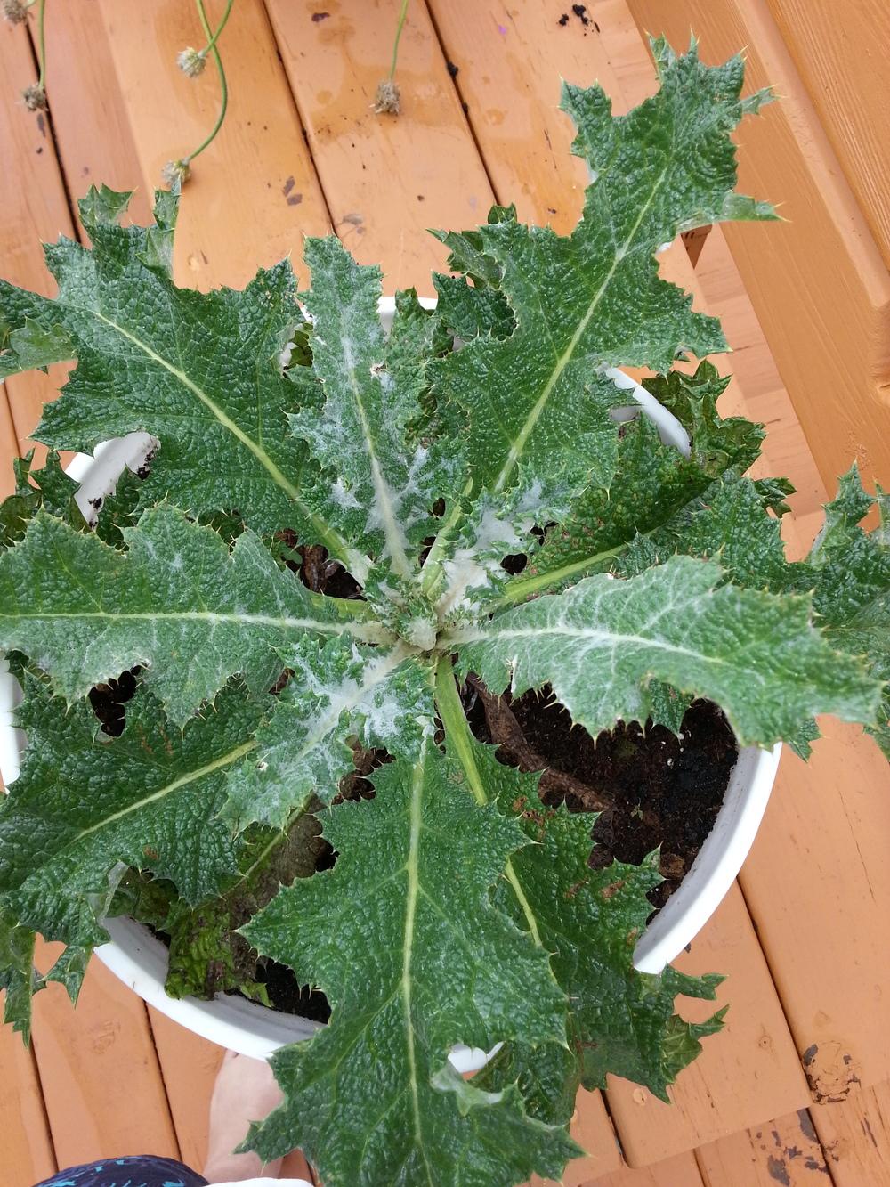 Photo of Scotch Thistle (Onopordum acanthium) uploaded by Pegasys