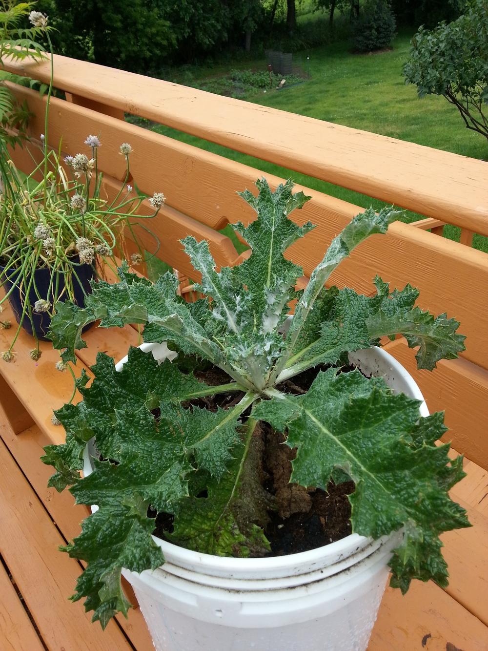 Photo of Scotch Thistle (Onopordum acanthium) uploaded by Pegasys