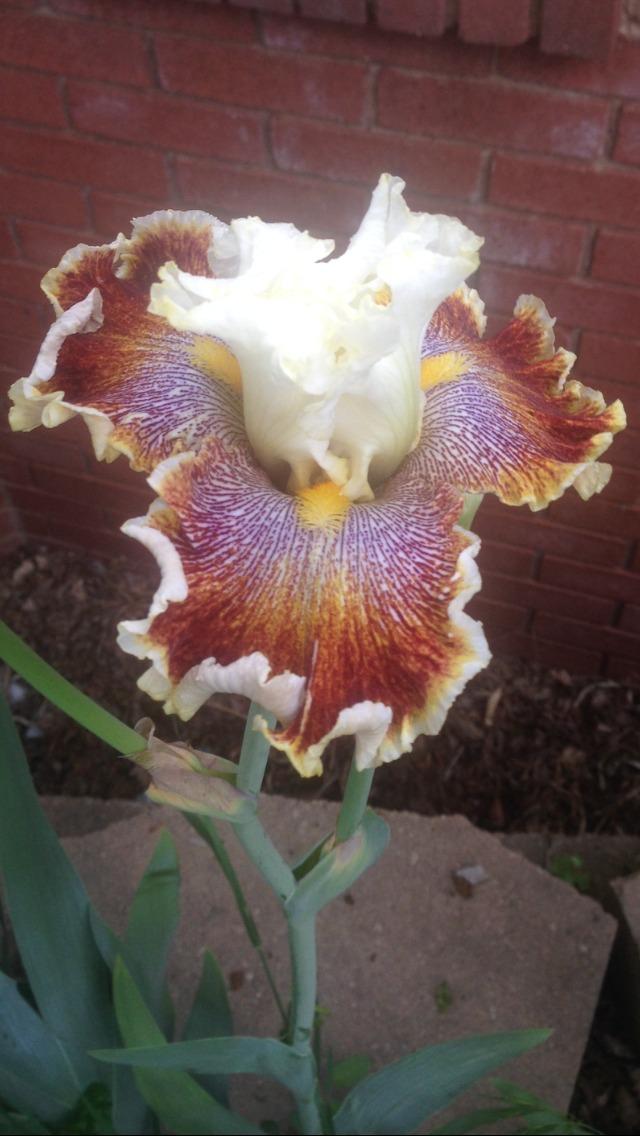 Photo of Tall Bearded Iris (Iris 'Wonders Never Cease') uploaded by SpringGreenThumb