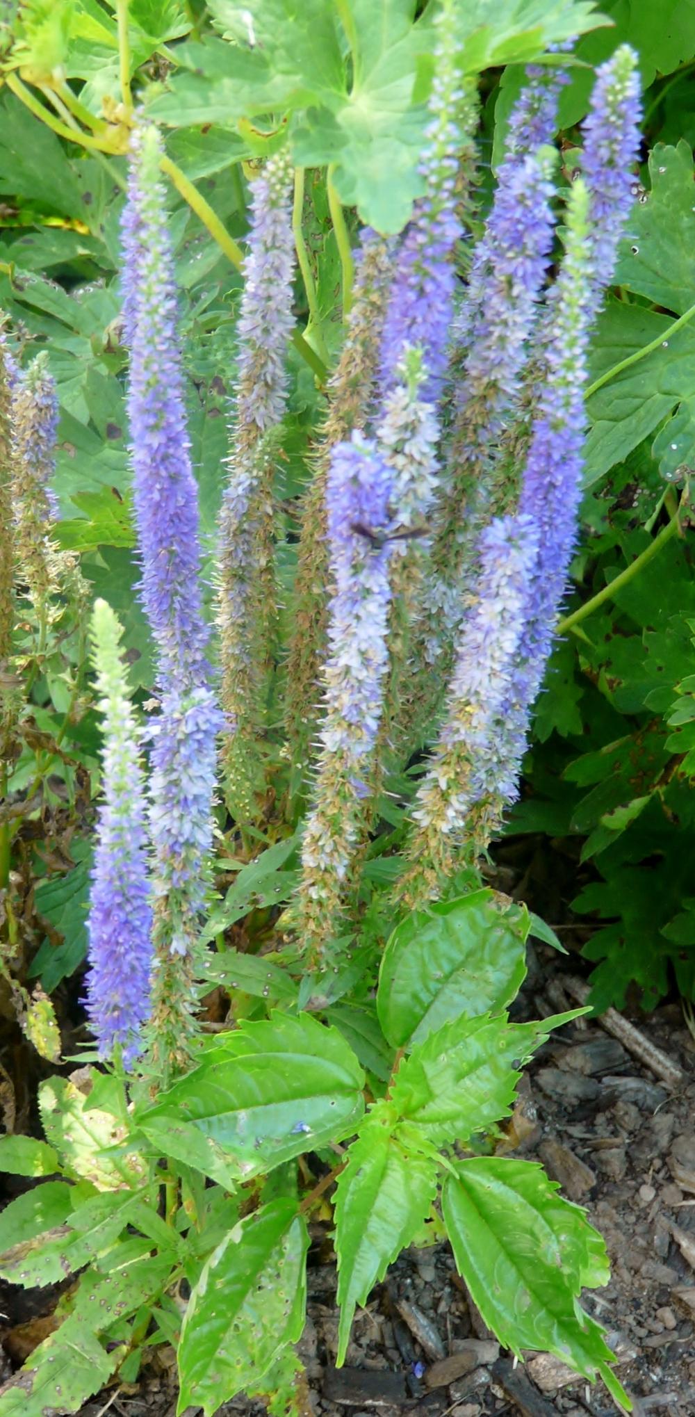 Photo of Spike Speedwell (Veronica spicata Royal Candles) uploaded by cwhitt