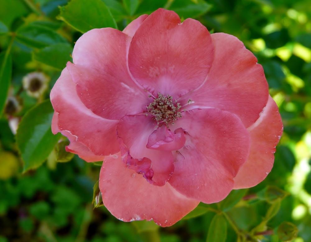 Photo of Rose (Rosa 'Lady Elsie May') uploaded by cwhitt