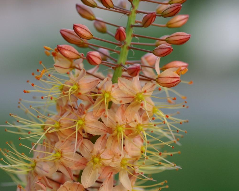 Photo of Foxtail Lily (Eremurus x isabellinus 'Cleopatra') uploaded by dirtdorphins