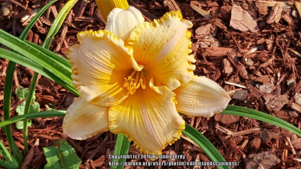 Photo of Daylily (Hemerocallis 'Orange Velvet') uploaded by ediblelandscapingsc