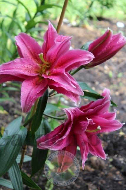 Photo of Lily (Lilium Roselily Elena®) uploaded by magnolialover