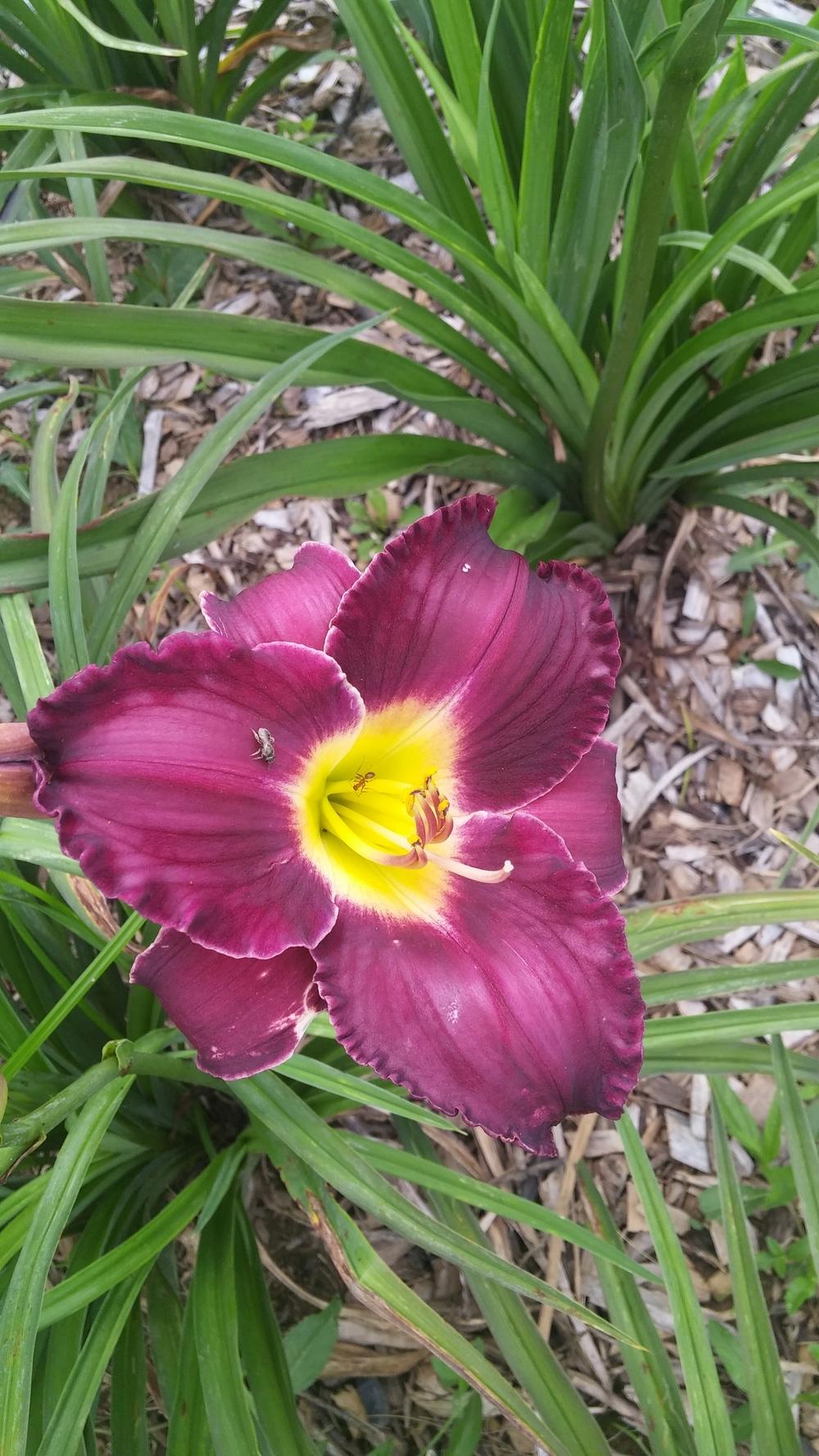 Photo of Daylily (Hemerocallis 'Noble Lord') uploaded by plantcollector