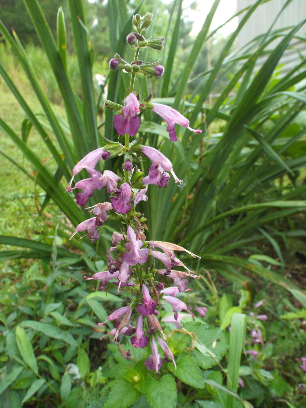 Photo of Hummingbird Sage (Salvia coccinea Summer Jewel™ Lavender) uploaded by poisondartfrog