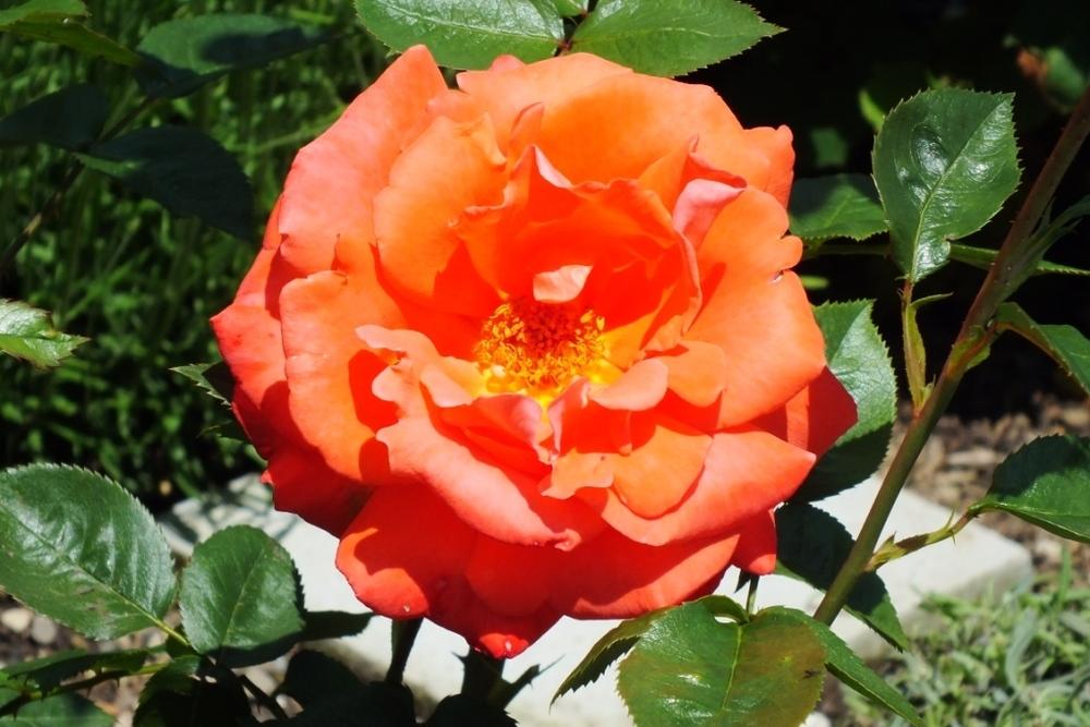 Photo of Hybrid Tea Rose (Rosa 'Alexander') uploaded by sunnyvalley