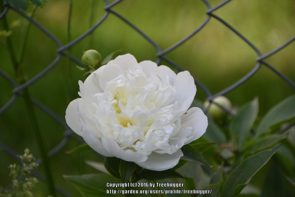 Photo of Chinese Peony (Paeonia lactiflora 'Bowl of Cream') uploaded by treehugger