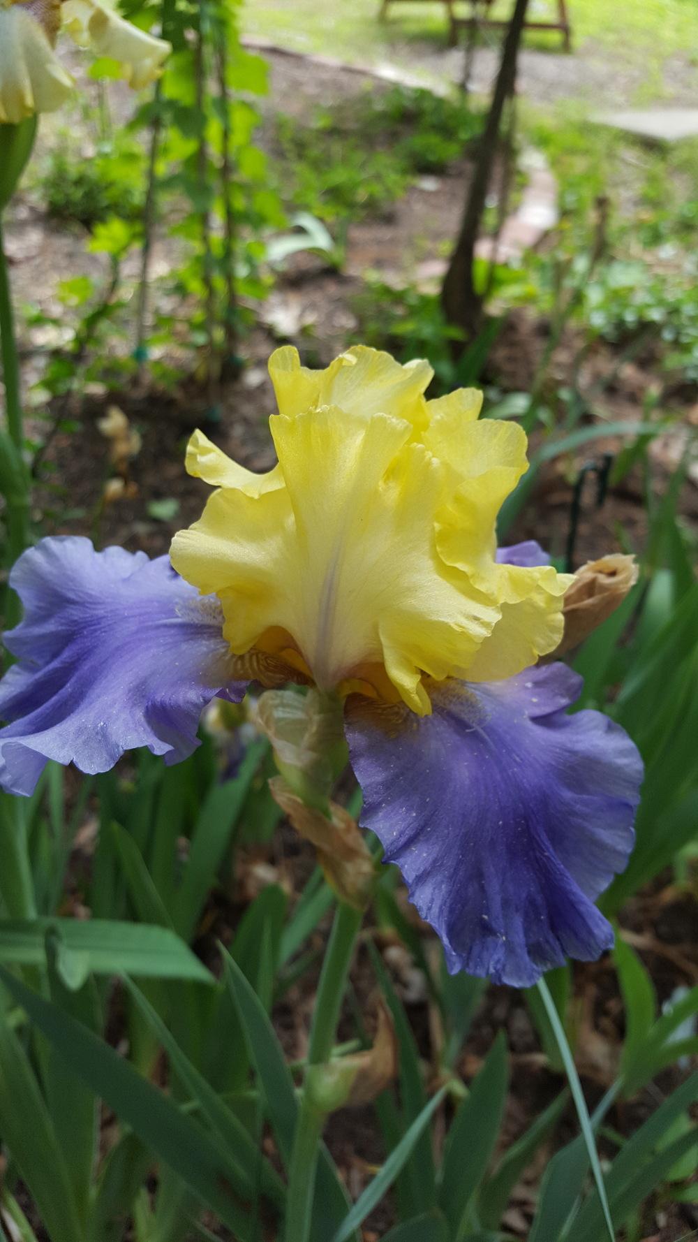 Photo of Tall Bearded Iris (Iris 'Edith Wolford') uploaded by Dachsylady86