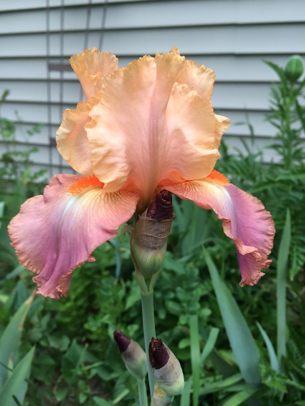 Photo of Tall Bearded Iris (Iris 'Life of Riley') uploaded by Lbsmitty