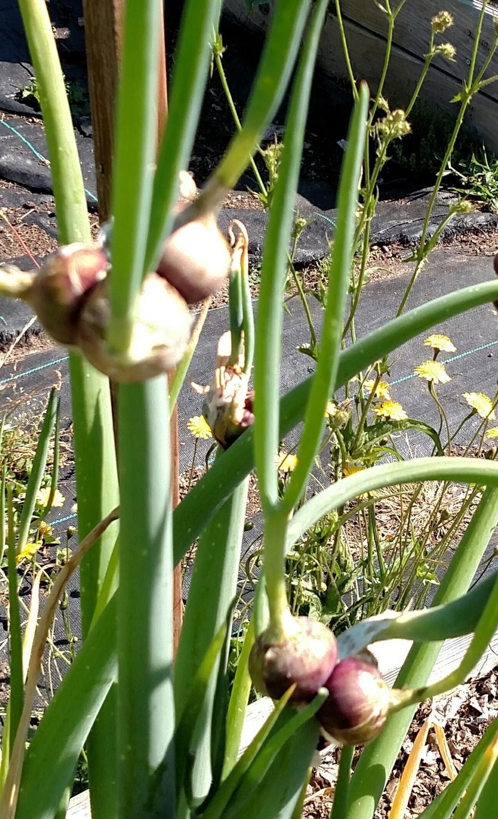 Photo of Onions (Allium cepa) uploaded by Toni