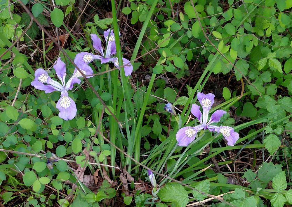 Photo of Species Iris (Iris douglasiana) uploaded by Toni
