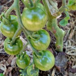 Location: Sherwood Oregon 
Date: 2016-06-20
Immature tomatoes