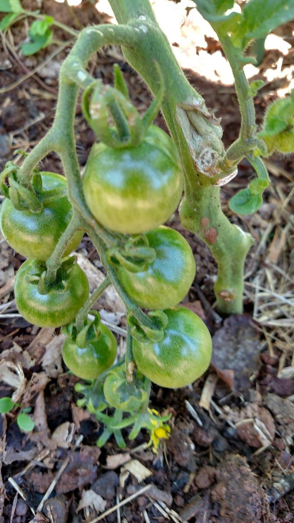 Photo of Tomato (Solanum lycopersicum 'Stupice') uploaded by Toni