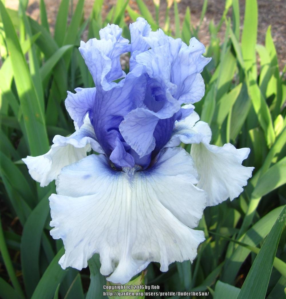 Photo of Tall Bearded Iris (Iris 'Wintry Sky') uploaded by UndertheSun
