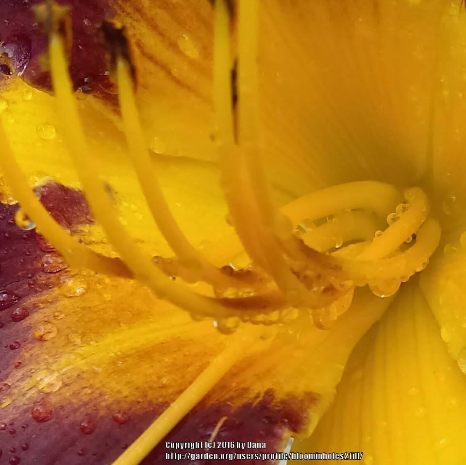 Photo of Daylily (Hemerocallis 'Rapid Eye Movement') uploaded by bloominholes2fill