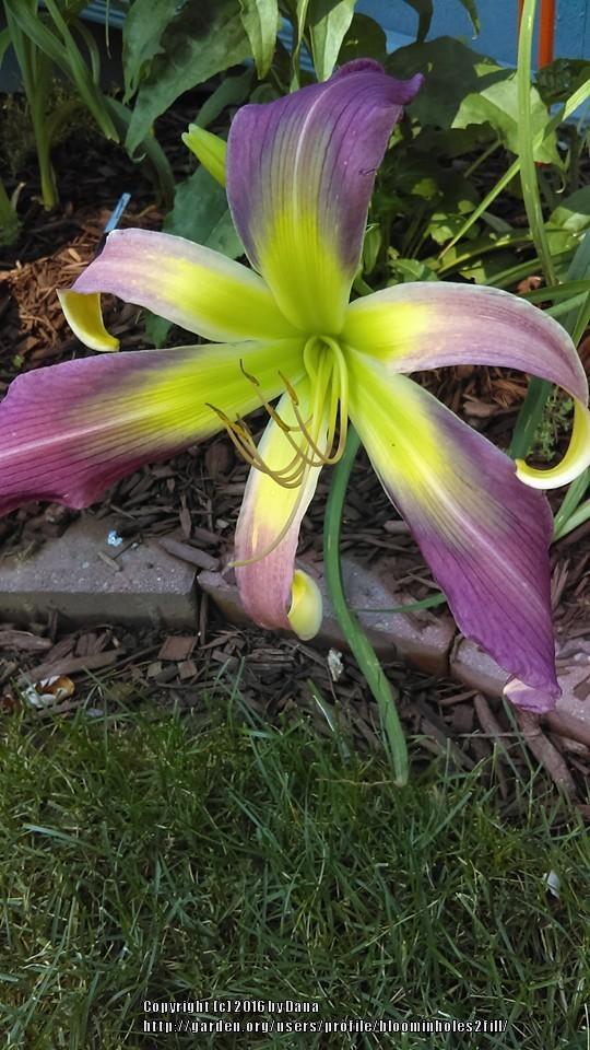 Photo of Daylily (Hemerocallis 'Laughing Skies') uploaded by bloominholes2fill