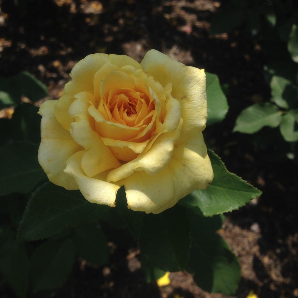 Photo of Rose (Rosa 'Good as Gold') uploaded by csandt
