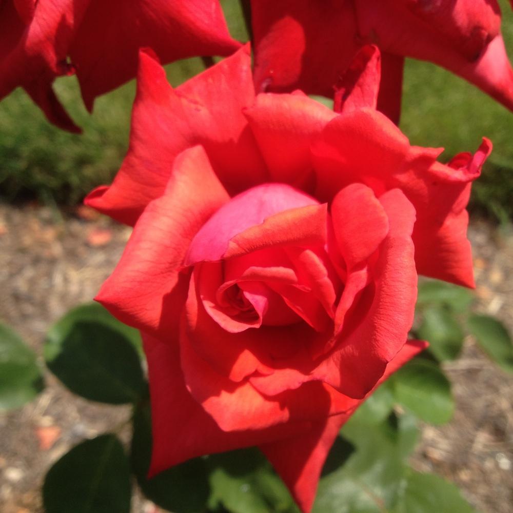 Photo of Rose (Rosa 'Dolly Parton') uploaded by csandt