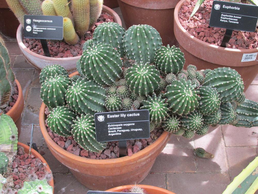 Photo of Sea-Urchin Cactus (Echinopsis oxygona) uploaded by jmorth