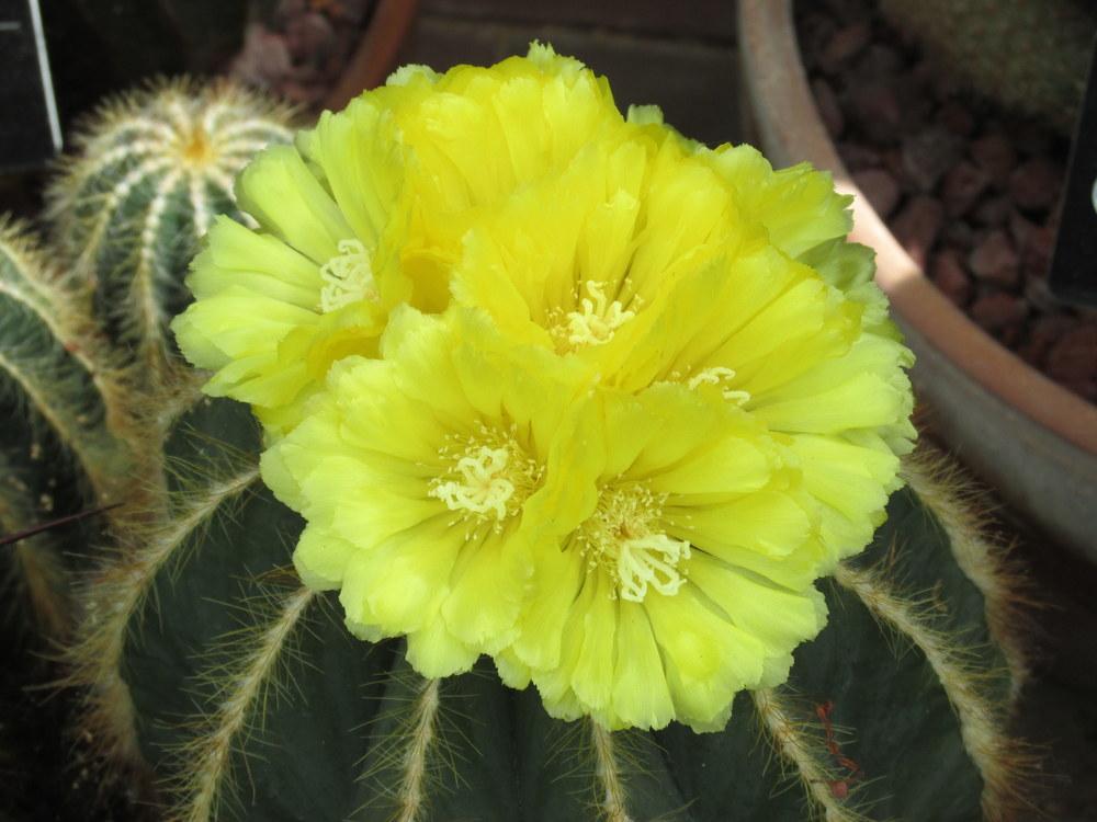 Photo of Ball Cactus (Parodia magnifica) uploaded by jmorth
