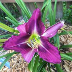 Location: My zone 5 garden
Date: 2016-06-27
My very first bloom on a new plant this spring.  Love it.