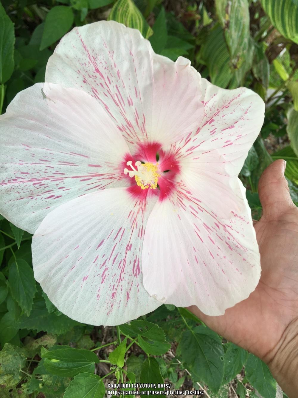 Photo of Hybrid Hardy Hibiscus (Hibiscus 'Peppermint Flare') uploaded by piksihk