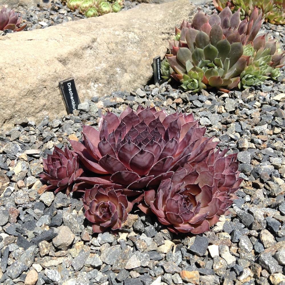 Photo of Hen and Chicks (Sempervivum 'Drachenblut') uploaded by tcstoehr
