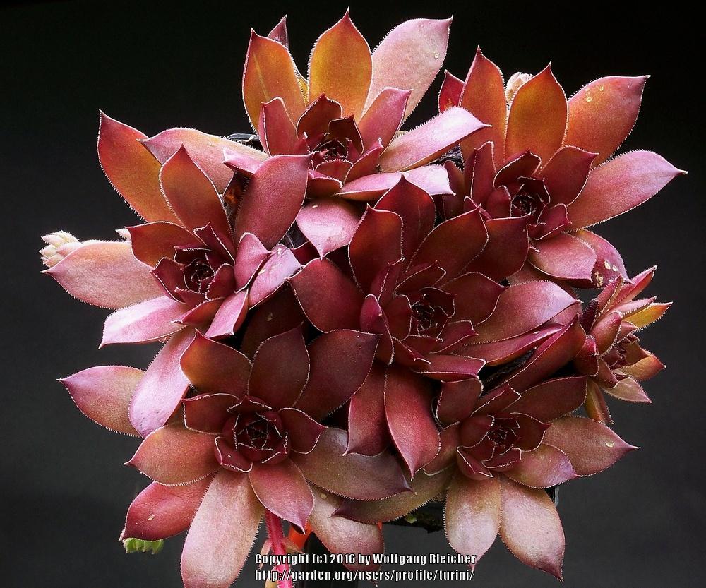 Photo of Hen and Chicks (Sempervivum 'Pacific Devil's Food') uploaded by turini
