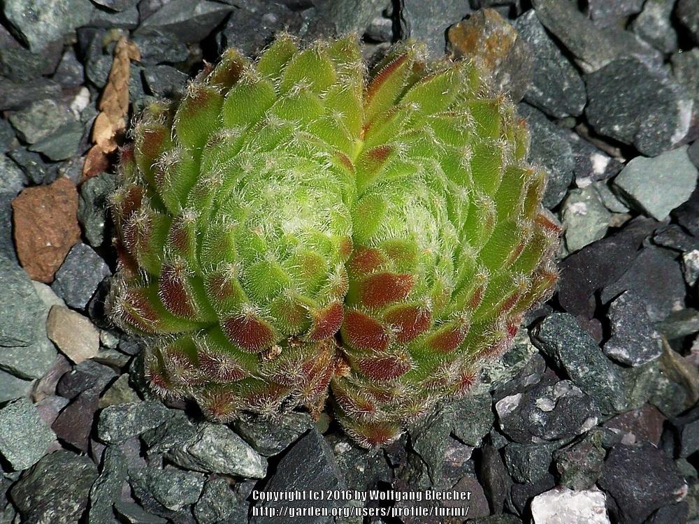 Photo of Hen and Chicks (Sempervivum 'Monfort') uploaded by turini