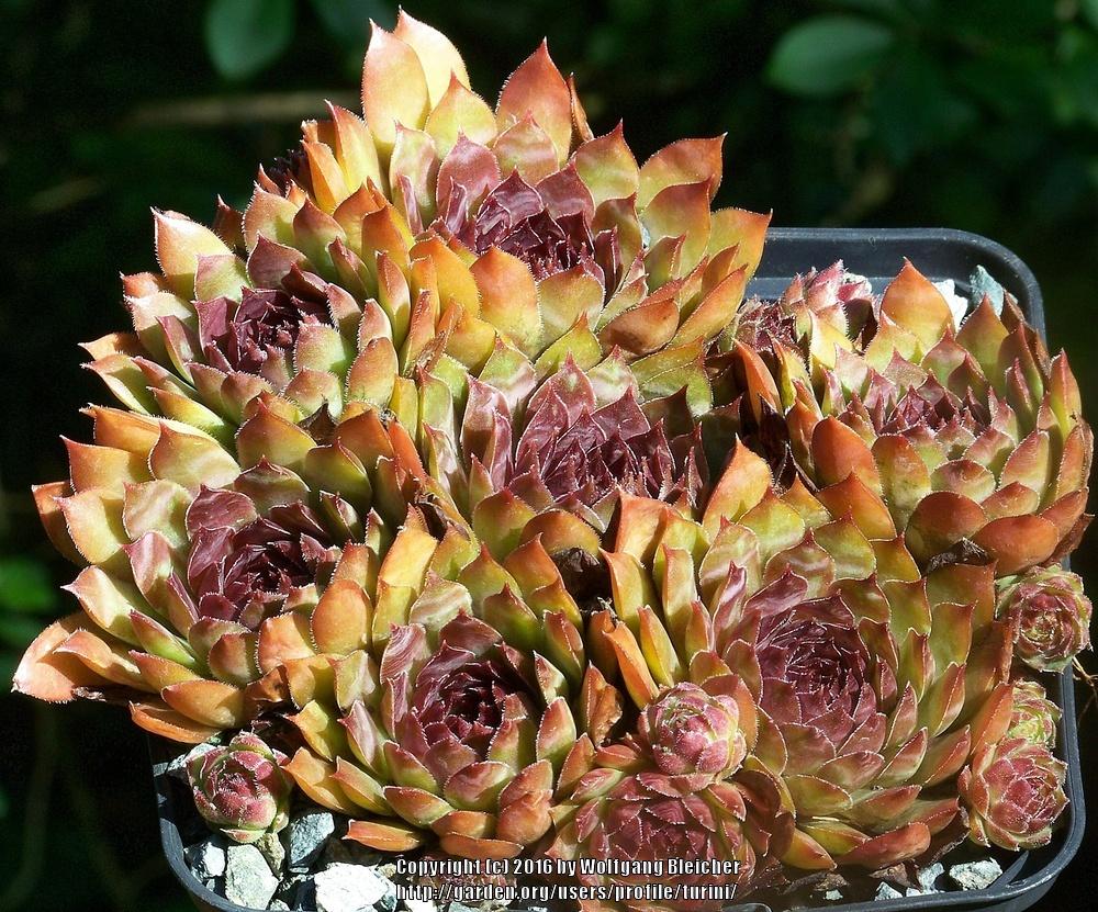 Photo of Hen and Chicks (Sempervivum 'Black Magic Woman') uploaded by turini