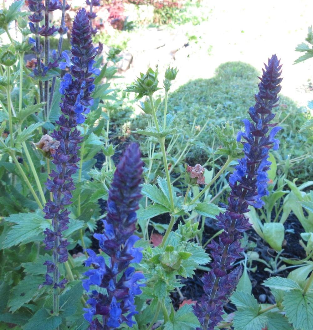 Photo of Salvia (Salvia x sylvestris 'Blue Queen') uploaded by Bonehead