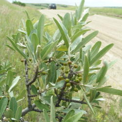 Location: Des Lacs National Wildlife Refuge, near Kenmare, North Dakota
Date: 2016-06-27
Unripe round, green berries with light spots on twigs underneath 