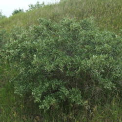 Location: Des Lacs National Wildlife Refuge, near Kenmare, North Dakota
Date: 2016-06-27
A lovely larger bush with narrow, rounded gray-green leaves