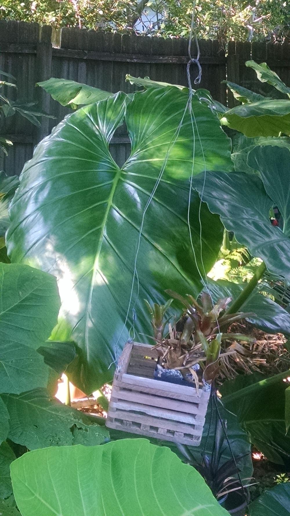 Photo of Giant Philodendron (Philodendron giganteum) uploaded by Eleezio2016