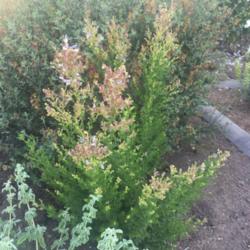 Location: Hamilton Square Garden, Historic City Cemetery, Sacramento CA.
Date: 2016-06-25
Zone9b African Blue Sage with Brown Savia in back and Greek Sage 