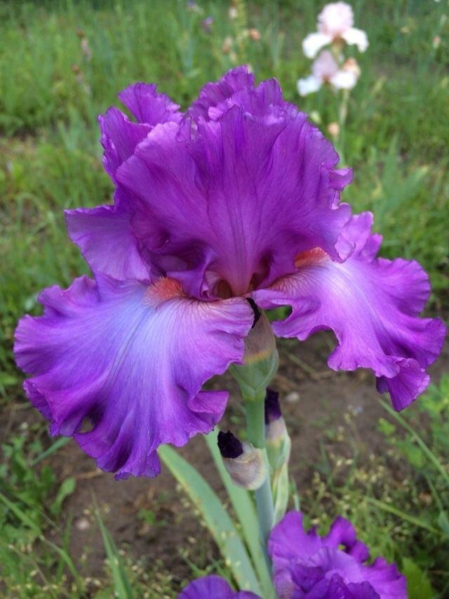 Photo of Tall Bearded Iris (Iris 'Magnanimous') uploaded by Lbsmitty