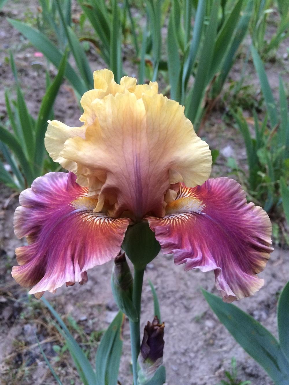 Photo of Tall Bearded Iris (Iris 'Man About Town') uploaded by Lbsmitty