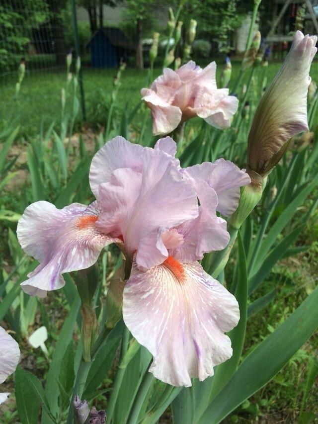 Photo of Tall Bearded Iris (Iris 'Maria Tormena') uploaded by Lbsmitty