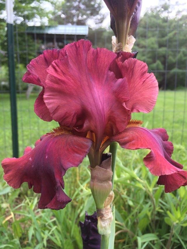 Photo of Tall Bearded Iris (Iris 'Bev') uploaded by Lbsmitty